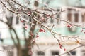 Red rosehip berries and tree branches covered with ice after freezing rain Royalty Free Stock Photo