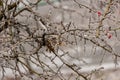 Red rosehip berries and tree branches covered with ice after freezing rain Royalty Free Stock Photo