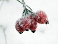 Red rosehip berries in winter frost Royalty Free Stock Photo