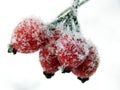 Red rosehip berries in winter frost Royalty Free Stock Photo