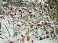 Red rosehip berries in winter frost Royalty Free Stock Photo