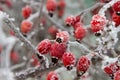 Red rosehip berries in winter frost closeup. macro Royalty Free Stock Photo