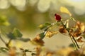 Red rosehip fruits Royalty Free Stock Photo
