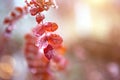 Red rosehip leaves in the ice after an icy rain in autumn. The first frost, a dry rose leaf close-up. November, cold weather, the Royalty Free Stock Photo