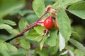 Red Rosehips Royalty Free Stock Photo