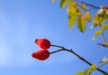 Red rosehips on blue background Royalty Free Stock Photo