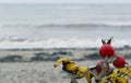 red rosehips on the gray winter beach of baltic sea, background, copy space Royalty Free Stock Photo