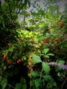 Red rosehips of sweetbriar rose - rosa canina - Kent, Southeast England Royalty Free Stock Photo