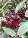 red roselle flower of the plant in the garden Royalty Free Stock Photo