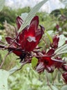 red Roselle flowers in the garden