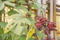 Red Roselle fruit flower in vegetable garden Royalty Free Stock Photo