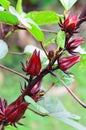 Red Roselle ,healthy food and alternative herbal medicine