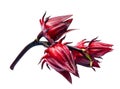 Red roselle isolated