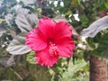 Red Rosemallow or Hibiscus