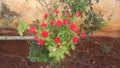 Red Roseplant