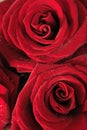 Red Roses Royalty Free Stock Photo