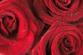 Red Roses Royalty Free Stock Photo