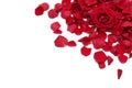Red roses Royalty Free Stock Photo