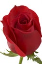 Red Roses Royalty Free Stock Photo