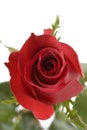 Red Roses Royalty Free Stock Photo