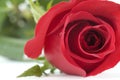 Red Roses Royalty Free Stock Photo