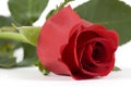 Red Roses Royalty Free Stock Photo