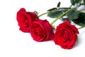 Red roses