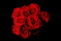 Red Roses Royalty Free Stock Photo