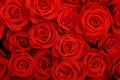 Red roses Royalty Free Stock Photo