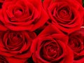 Red roses