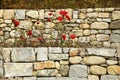 Red Roses at Abbey of Novacella, south tyrol, Bressanone, Italy. Royalty Free Stock Photo