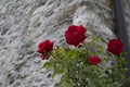 Red roses against a old stone wall Royalty Free Stock Photo