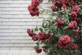 Red roses against wall with copy space Royalty Free Stock Photo