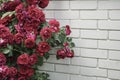 Red roses against wall with copy space Royalty Free Stock Photo