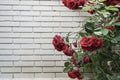 Red roses against wall with copy space Royalty Free Stock Photo