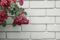 Red roses against wall with copy space Royalty Free Stock Photo