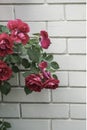 Red roses against wall with copy space Royalty Free Stock Photo