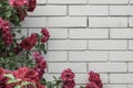 Red roses against wall with copy space Royalty Free Stock Photo