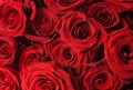 Red Roses Background Royalty Free Stock Photo