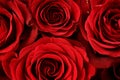 Red roses background Royalty Free Stock Photo