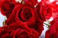 Red roses background Royalty Free Stock Photo