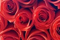 Red roses background. Beautiful up-close flowers buds. Royalty Free Stock Photo