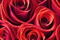 Red roses background. Beautiful up-close flowers buds. Royalty Free Stock Photo