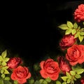 Red roses background card