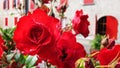 Red roses on the background of the facade of a house Royalty Free Stock Photo