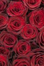 Red roses background. Fresh red and burgundy roses. Red rose buds. vertical photo