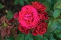 Red roses on a background of green foliage close-up.