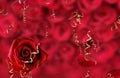 Red roses background ,greetings card banner For Valentine day and Women day pattern Royalty Free Stock Photo