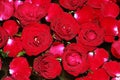 Red roses background represent the diversity of love Royalty Free Stock Photo