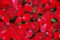 Red roses background represent the diversity of love Royalty Free Stock Photo